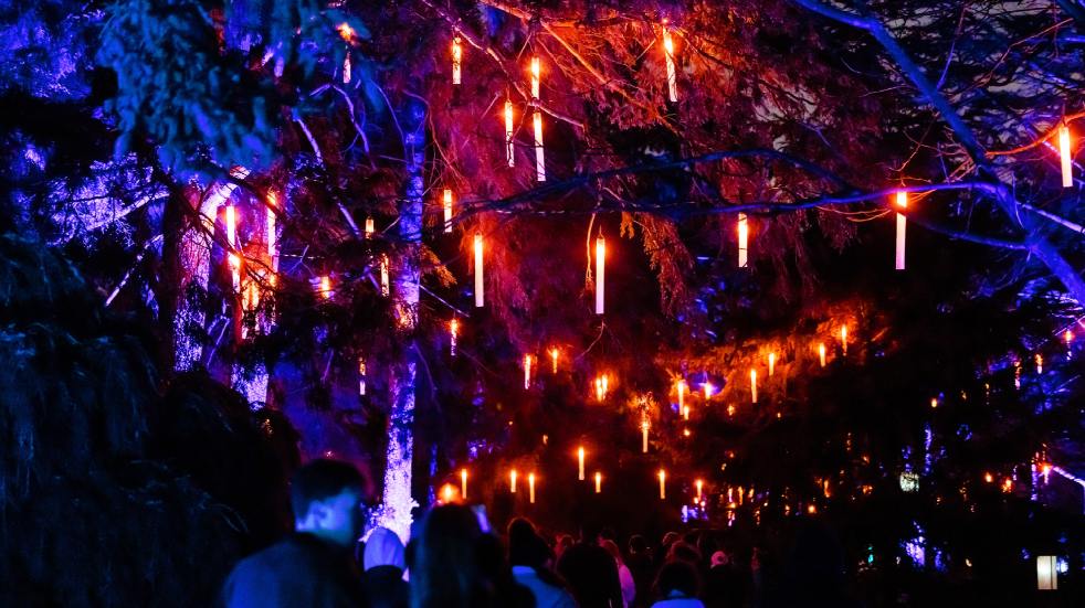 Floating candles in trees at Christmas at the Botanics, Edinburgh